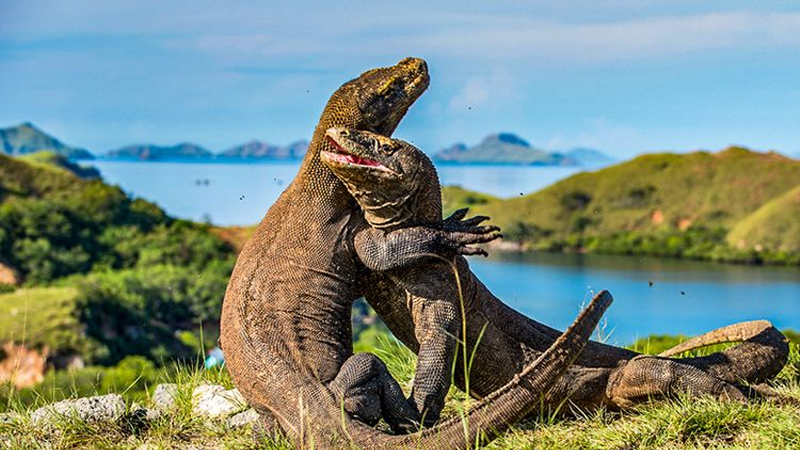 Pesona Pulau Komodo